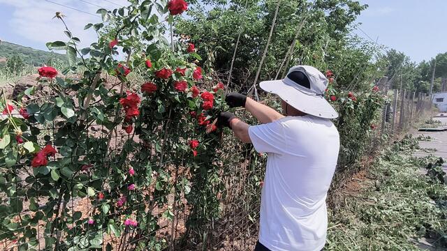 工作人员正在提灌路北侧栽种蔷薇  朱江淼提供.jpg